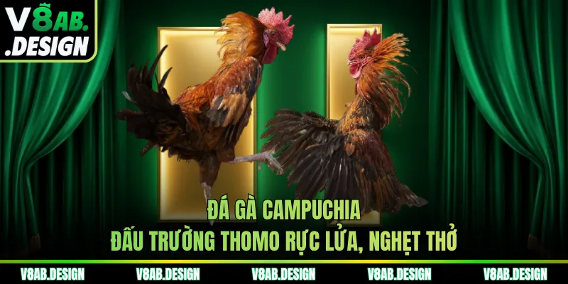 Đá gà Campuchia - Đấu trường Thomo rực lửa, nghẹt thở